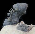 Aesthetic Paralejurus & Leonaspis Trilobite Association #48484-5
